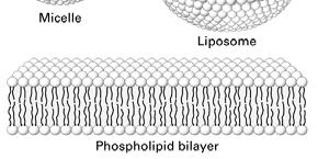 B. Disrupting Membranes B. Disrupting Membranes Phospholipases: RBCs C.