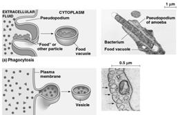 F. Endocytosis and Exocytosis Endocytosis transports macromolecules, large particles, and small cells into eukaryotic cells by means of engulfment and by vesicle formation from the plasma membrane.