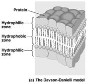 Davson-Danielli s Danielli s Sandwich Model of membrane structure