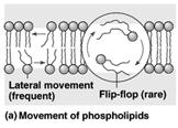 Phospholipids are free to move laterally but flip-flop (transmembrane
