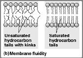 Unsaturation (double bonds) kink tails of fatty acids and prevent