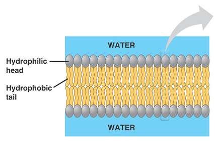 Physical properties of cell membranes: the lipid bilayer and the fluid