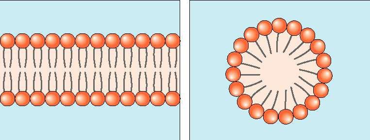 Physical properties of cell membranes: the lipid bilayer and the fluid mosaic model roughly cylindrical shape to the phospholipid molecule favors the formation of lipid bilayers over
