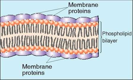 fluid mosaic model the fluid mosaic model describes the structure and properties of cell membranes From the 1930s: the sandwich model EM data after the 1950s ruled out