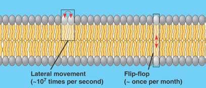 fluid mosaic model biological membranes act as two-dimensional fluids, or liquid crystals free to move in two dimensions, but not in the third, the molecules