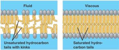 fluid mosaic model in an unsaturated fat, a carbon-carbon double bond produces a bend that causes