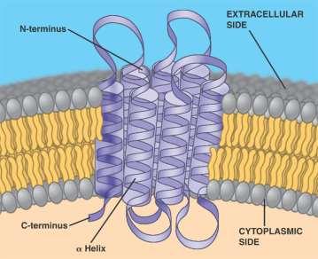 Membrane-Associated Proteins integral proteins are amphipathic proteins that are firmly bound to the membrane, and can only be released from the membrane by detergents some integral proteins are