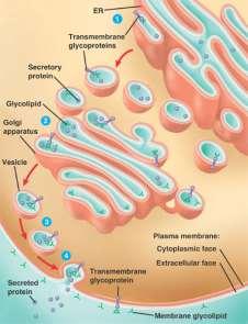 the plasma membrane, as revealed by freeze-fracturing plasma membranes the types of