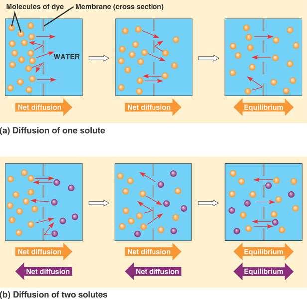 Transport and transfer across cell diffusion across membranes is based on random motion of particles membranes particles move by random motion (kinetic energy); over time, the