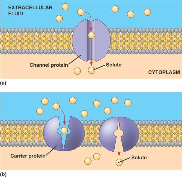 Transport and transfer across cell membranes special integral membrane proteins assist in transport across membranes (carrier-mediated transport) facilitated diffusion when net transport follows a