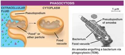 endocytosis phagocytosis large solid particles
