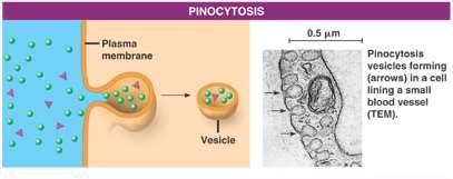endocytosis pinocytosis smaller