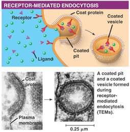 endocytosis receptor-mediated endocytosis receptor proteins in the plasma membrane bind to specific molecules, causing protein conformational (shape) changes