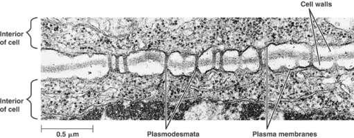 Specialized Contacts (junctions) Between Cells plasmodesmata act as selective pores between plant cells plant cell walls
