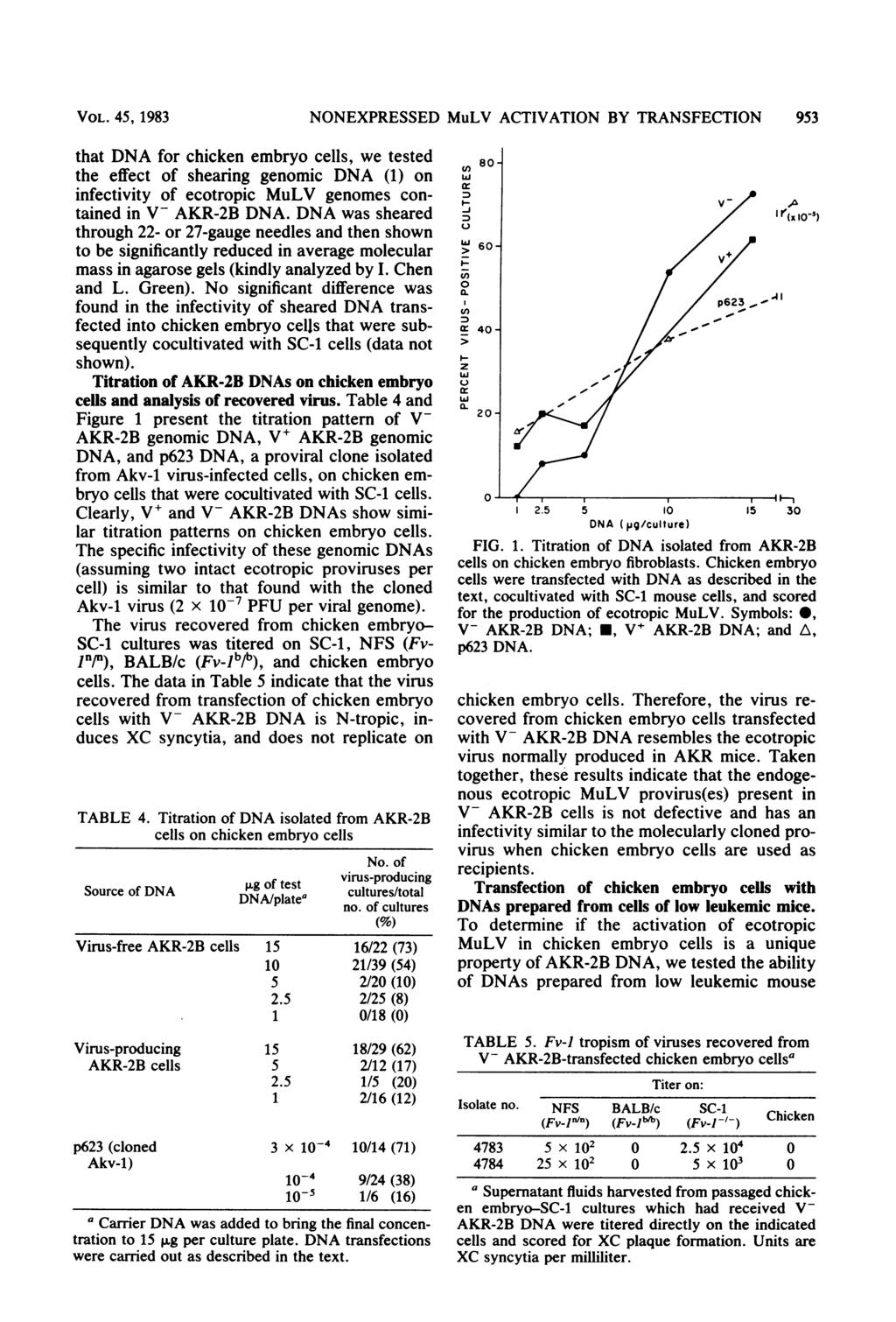 VOL. 45, 1983 that DNA for chicken embryo cells, we tested the effect of shearing genomic DNA (1) on infectivity of ecotropic MuLV genomes contained in V- AKR-2B DNA.