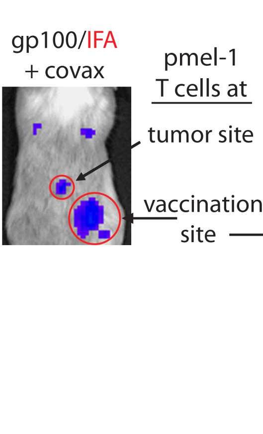Oil-based vaccines sequester T cells at the