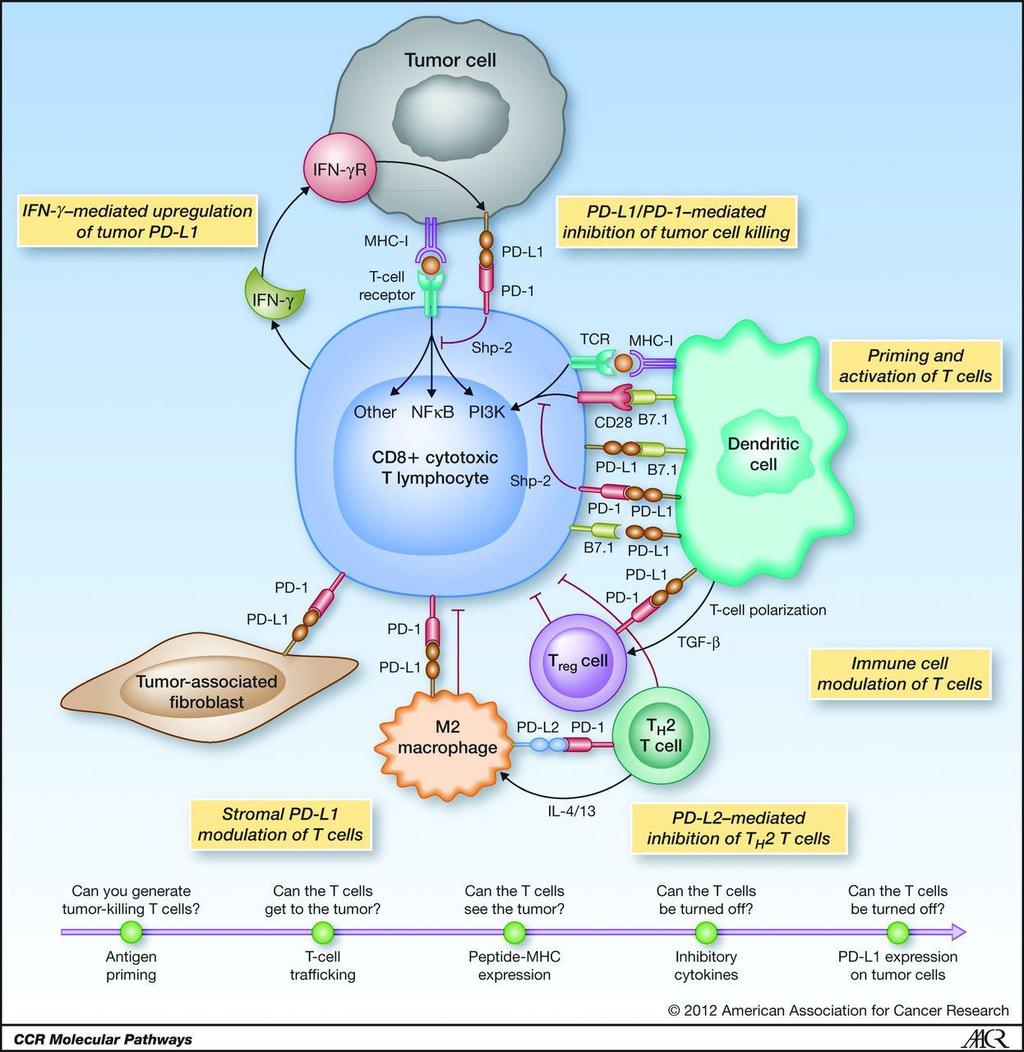 Tumor Immunology Overview Chen D S et