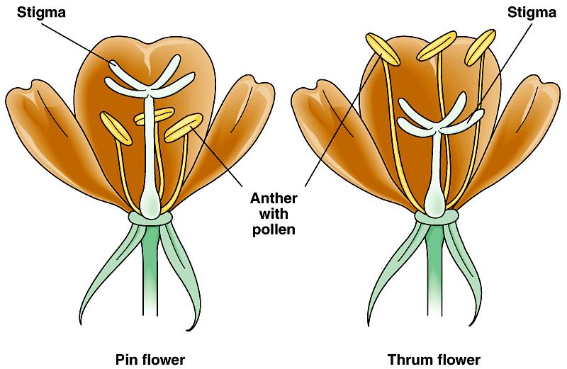 For example, in some species stamens and carpels mature at different times.