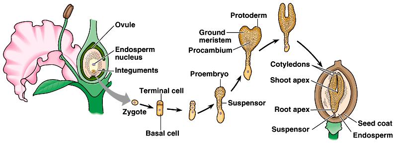 The first mitotic division of the zygote is transverse, splitting the fertilized egg into a basal cell, and a terminal cell which gives rise to most of the embryo.