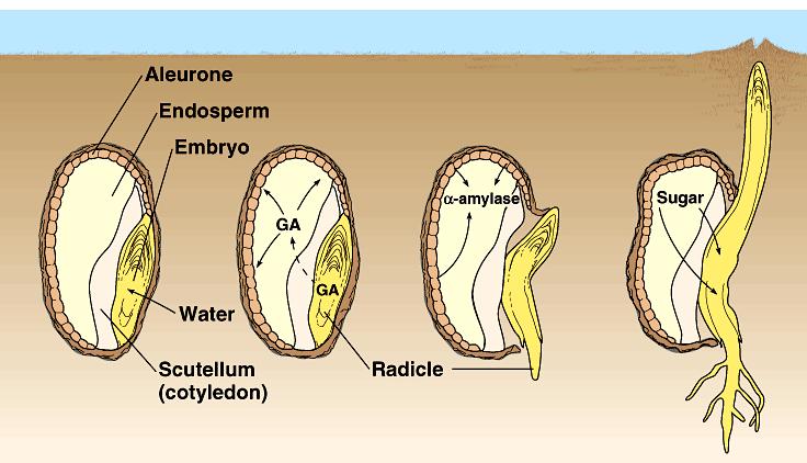 Germination of seeds 1. Imbibe water 2.This triggers the embryo to release giberellic acid, 3. which in turn stimulates the release of amylase. 4.