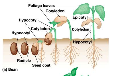 The radicle, the embryonic root comes out first. Watch here Next, the shoot tip must break through the soil surface. What adaptations protect it, you ask?