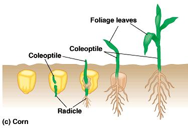 Corn and other grasses, which are monocots, use yet a different method for breaking ground when they germinate. Some convergent evolution here?