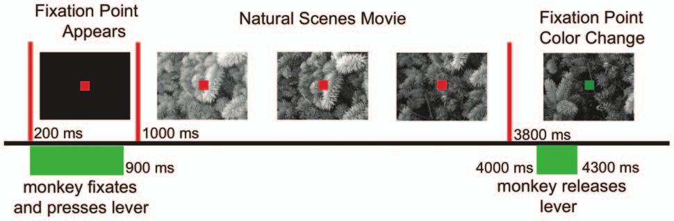 performing a fixation task. The movie sequences included both local motion components and also a single global motion component obtained by means of a long camera panning.