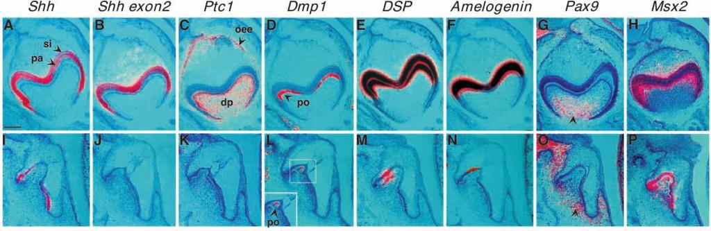 Shh regulates tooth growth and morphogenesis 4779 mesenchymal cells at the epithelial-mesenchymal interface had not formed a continuous monolayer.
