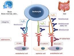 Anti-Integrin Therapies Family of medications that are antibodies that bind to integrin receptors.