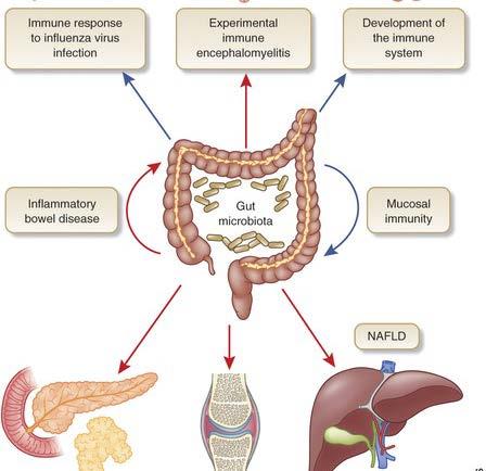 Role of the Microbiome Perturbation of the microbiome has been implicated in the development of obesity, metabolic syndrome, fatty liver, as well as in IBD.