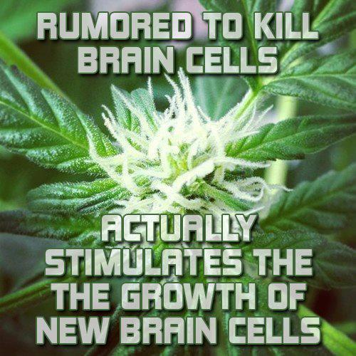 CBD and THC have been shown to decrease amyloidbeta plaque found in Alzheimer s Cannabinoids prevents destruction of brain cells