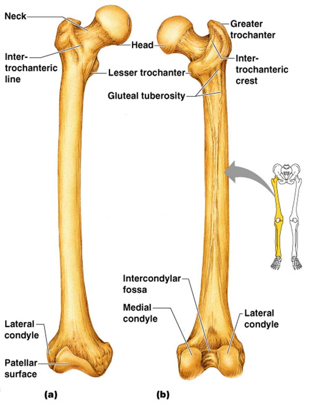 D. Bones of Lower Limbs 1.
