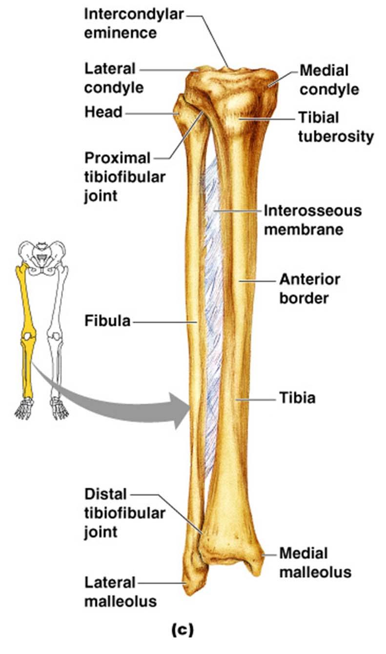 D. Bones of Lower Limb b.
