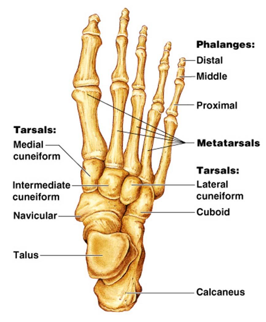 D. Bones of Lower Limb 3.