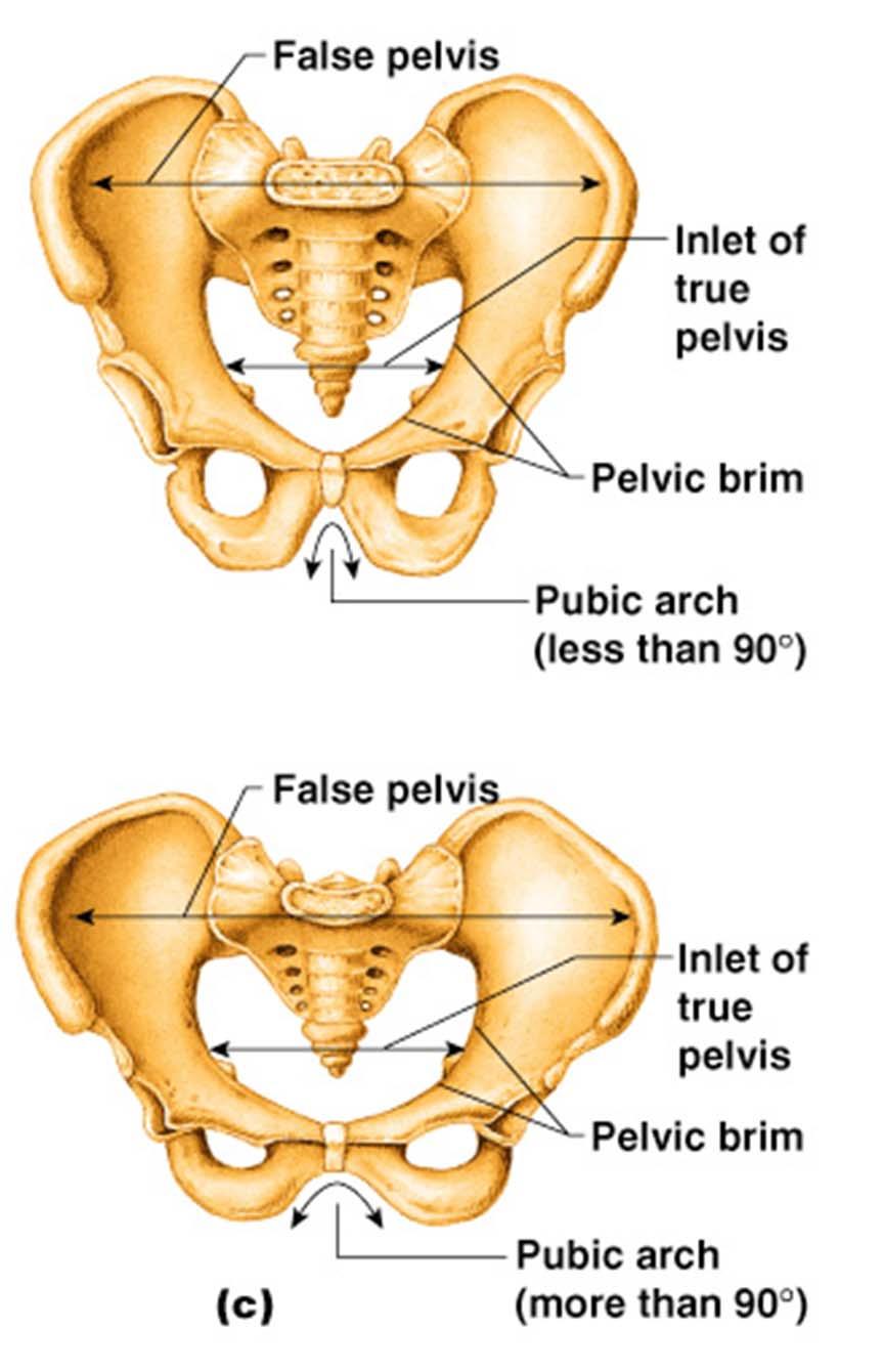 C. Bones of Pelvic Girdle 3.