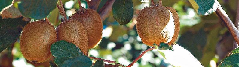 High Yields with COMPO Products Trials in peaches, 2003 100g/tree Spain Iron deficiency is a major