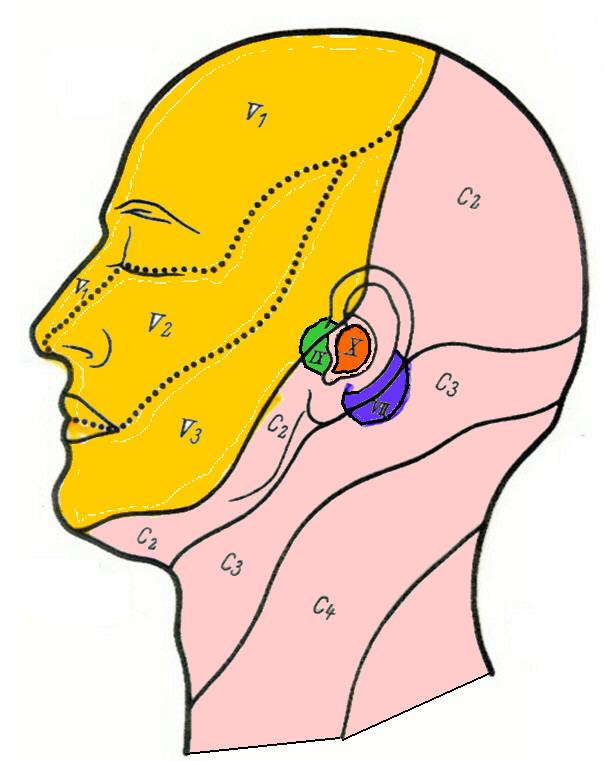 SOMATIC SENSORY sensory to skin, ORAL cavity, NASAL cavity, joints, muscles ALMOST ALL TRIGEMINAL V EXCEPTION: SKIN OF OUTER EAR ALSO 1)