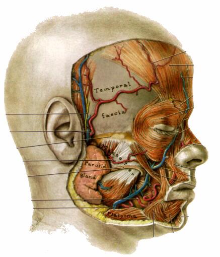 EAR ACHE - referred pain Auriculotemporal Nerve (branch of V3) - - sensory to Outer Ear - also Temporomandibular Joint (TMJ) - passes through Parotid Gland SUPERFIC.