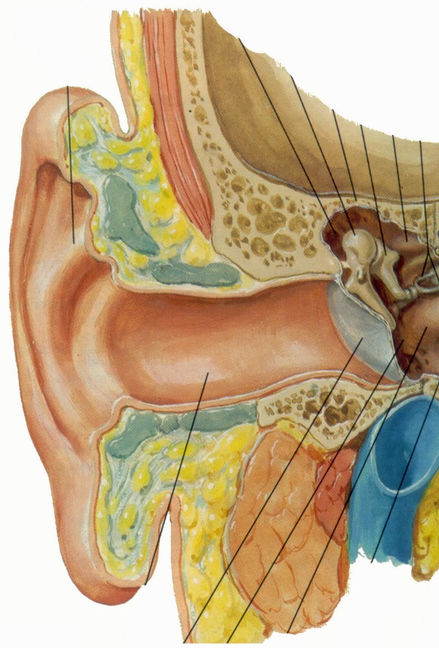 ANATOMY: EXTERNAL AUDITORY MEATUS Outer 1/3 - Cartilage - contains hair, sebaceous and