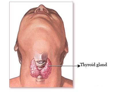 Anatomy: Thyroid Gland PALPATE LARYNGEAL PROMINENCE (ADAM S