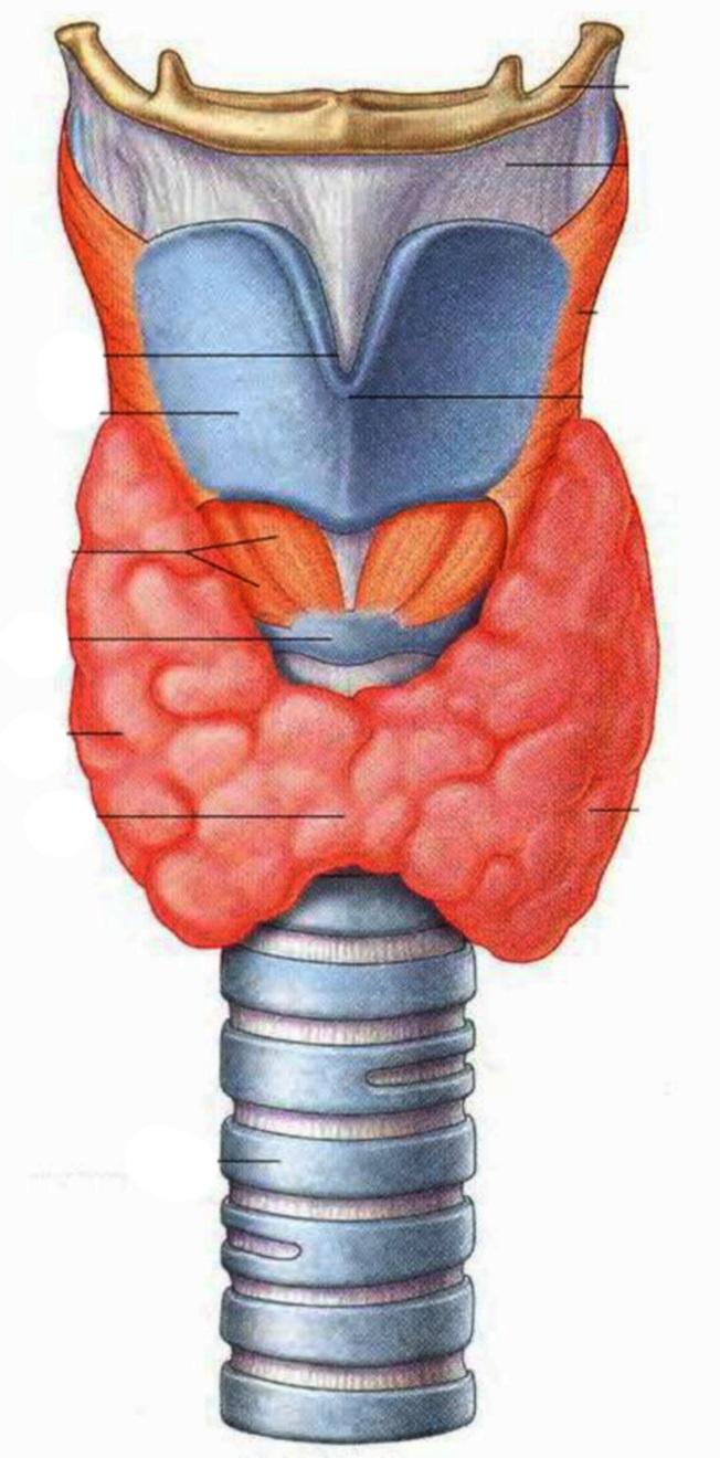 Anatomy: Thyroid Gland THYROID GLAND Two Lateral Lobes -