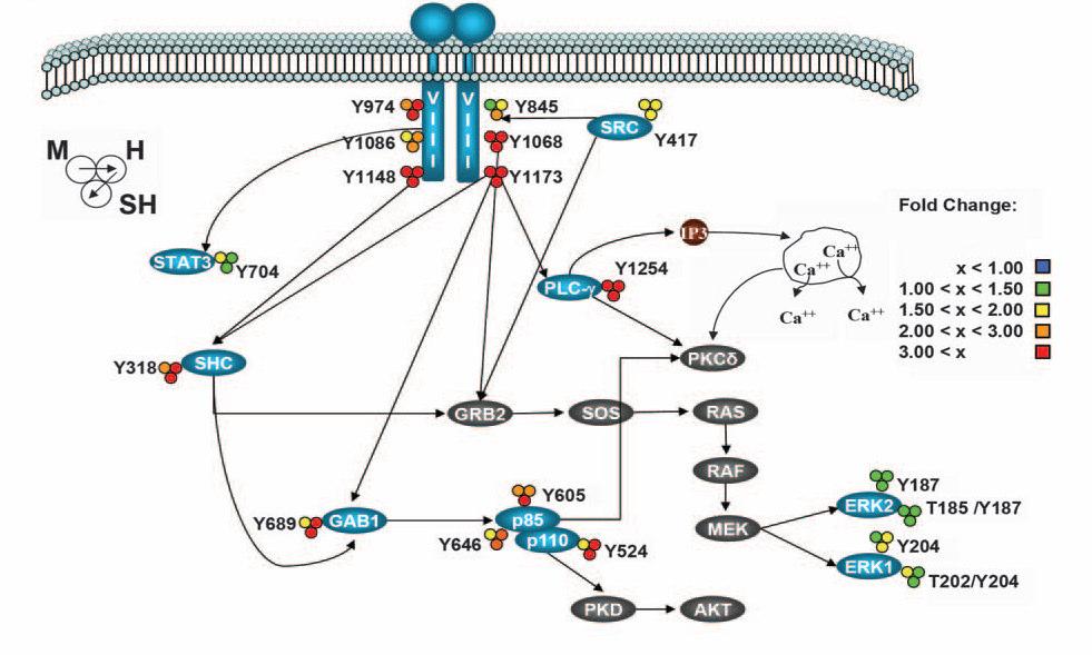itraq Phosphorylation Levels and Signaling Pathways EGFR pathways: