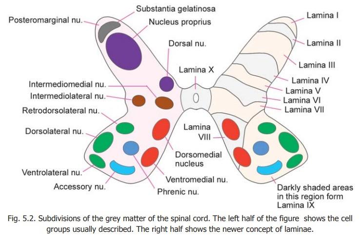 Rexed laminae Lamina 8: motor interneurons, Commissural nucleus Lamina 9: ventral horn, LMN, divided into nuclei: Ventromedial: all segements (extensors of vertebral coloumn) Dorsomedial: (T1-L2)