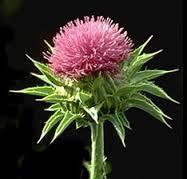 Alternative Therapy Milk Thistle Silibinin is the active ingredient Increases antioxidant concentrations and improves the