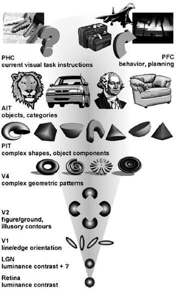 For the computational modelling, two `schools' can be considered: There exist multiple saliency maps (distributed throughout the visual areas) [Tsotsos et al., 1995]).