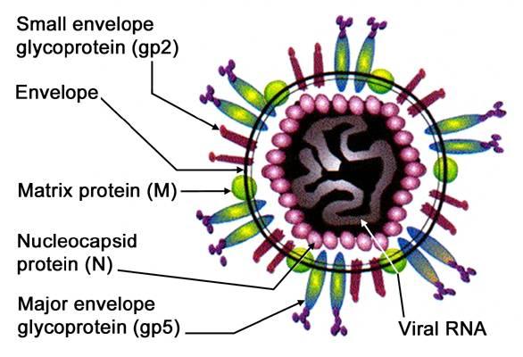 PRRS virus structure PRRS Viral RNA infect host cells Virus envelops: Protection against immune