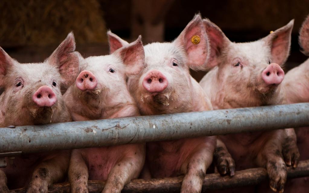 Transmission and propagation Horizontal transmission means the virus is transmitted through pathways within the herd of pigs and among different herd of pigs.