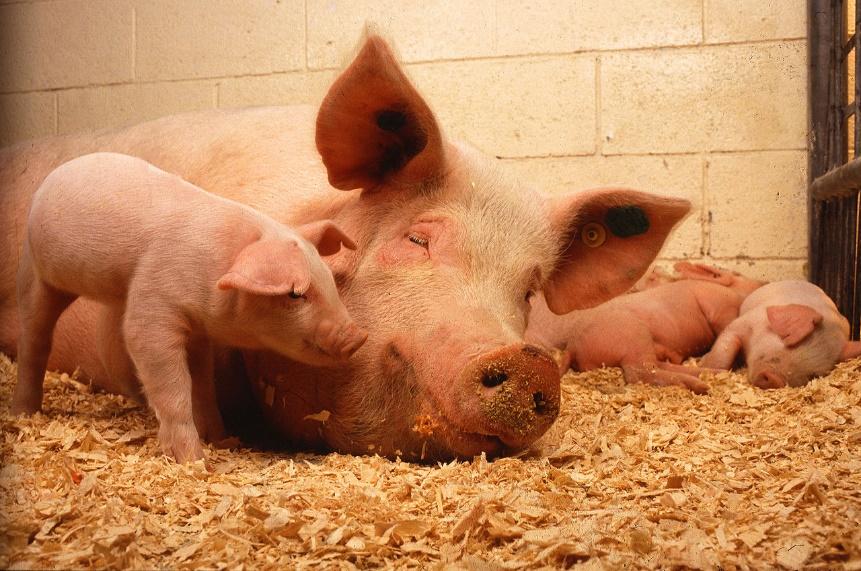 Transmission and propagation Vertical transmission means the virus is transmitted through the parental contact: especially from sows to piglets at fetal phase.
