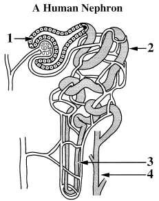 76. Which is the best illustration of the transport of Na+ and H2O between the distal tubule of a nephron and its surrounding interstitial fluid in a dehydrated person?