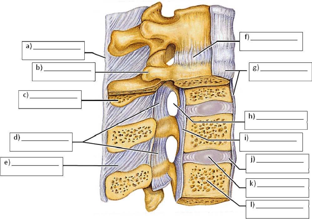 3. Label the lateral features of typical vertebrae. 4.